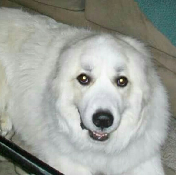 Meet your Posher, Julie - Picture 5 of 6